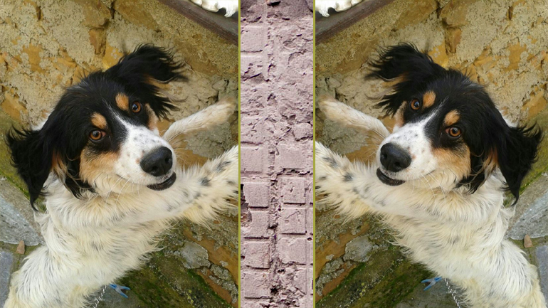 Μύρινα: Χάθηκε ο Μπούμπης – Βοηθήστε να βρεθεί