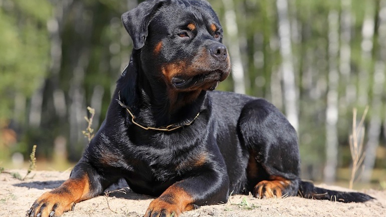 Σοκάρει ο ιατροδικαστής για το παιδάκι που έχασε τη ζωή του από επίθεση ροτβάιλερ