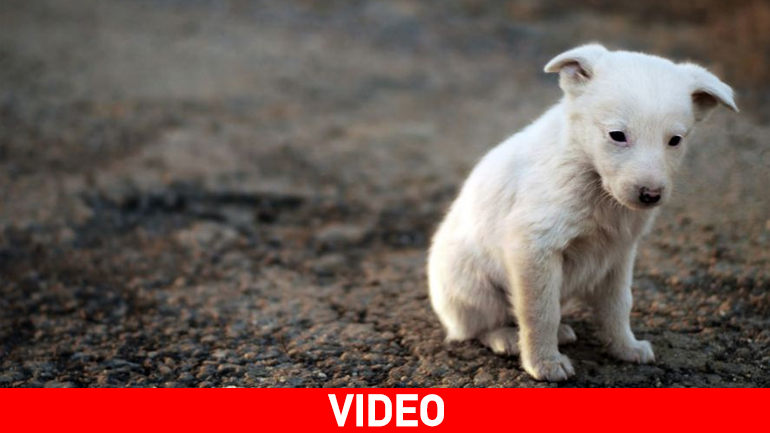 Τσουχτερά πρόστιμα για θανατώσεις ζώων στη Λαμία