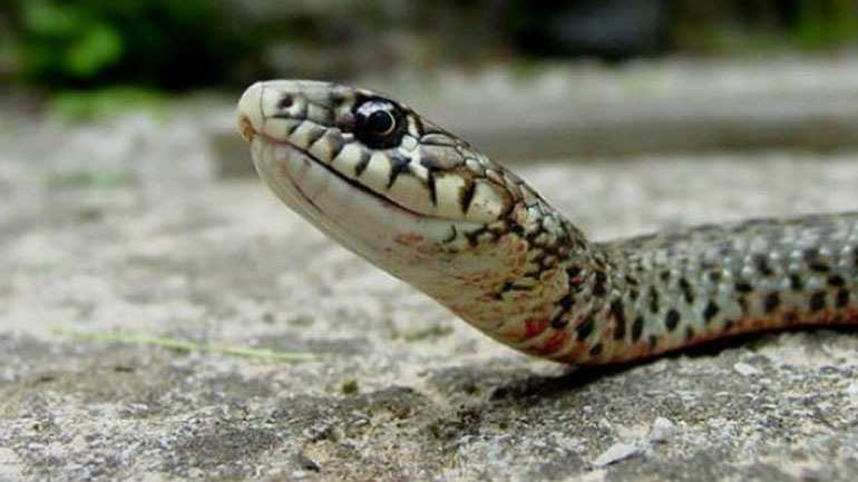 Αγρίνιο: Στο νοσοκομείο γυναίκα έπειτα από δάγκωμα φιδιού