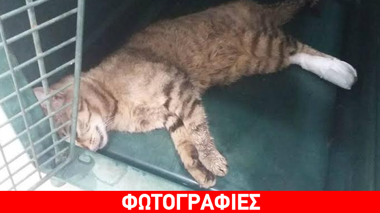 Βοηθήστε τη Σκιά να αναρρώσει