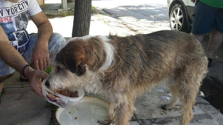Βριλήσσια: Απεβίωσε ο ηλικιωμένος σκύλος που παρουσίασε επιληψία