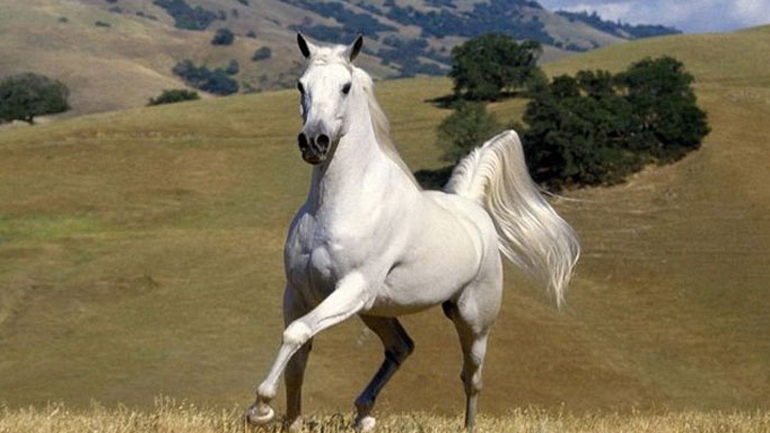 Χανιά: Νεαρός τραυματίστηκε πέφτοντας από το άλογό του