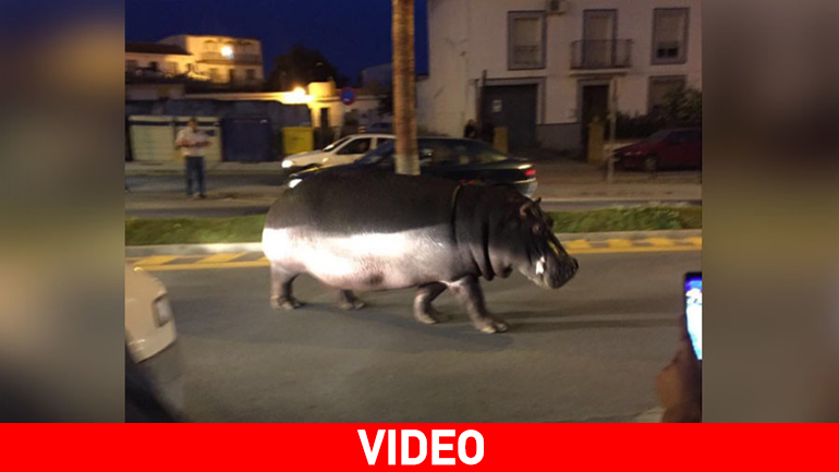 Ισπανία: Ιπποπόταμος απέδρασε από το τσίρκο και αναστάτωσε την πόλη!