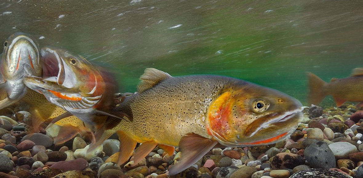 Ο μεγάλος σολομός «τρώει» τον μικρό