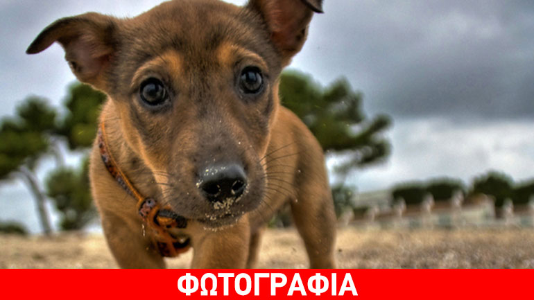 Καρδίτσα: Ο δήμος έφτιαξε τις πρώτες ταΐστρες για τα αδέσποτα