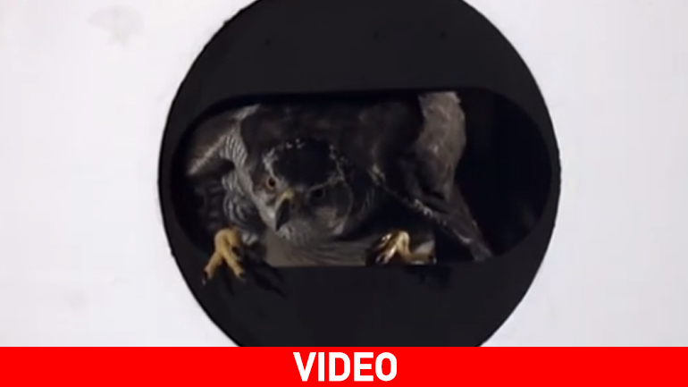 To πέταγμα ενός γερακιού σε αργή κίνηση…