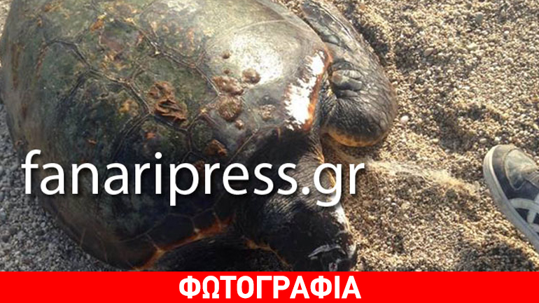 Βρέθηκε θαλάσσια χελώνα νεκρή στο νησάκι της Παναγίας στην Πάργα