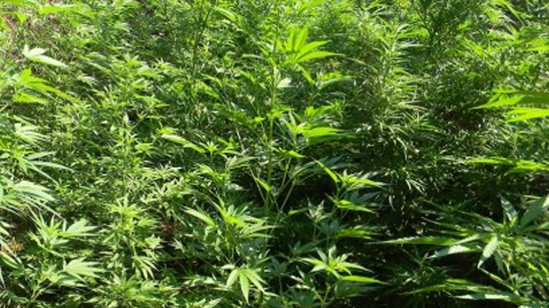 Χασισοφυτεία – γίγας εντόπισε η ΕΛΑΣ στο Λασίθι!