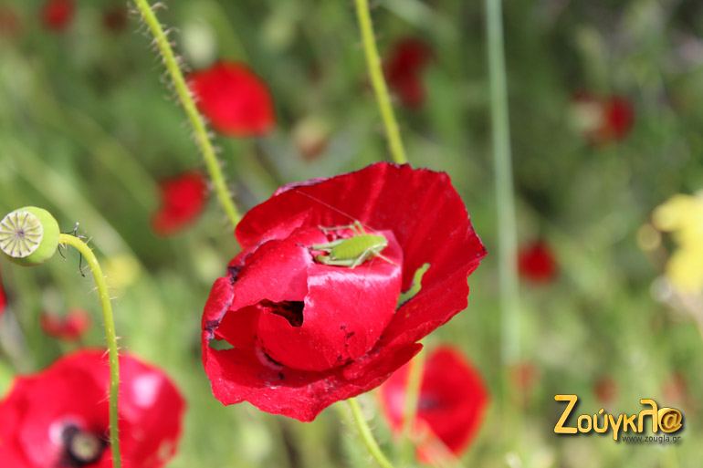 Ελληνική φύση...