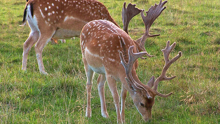 Να επιτραπεί το κυνήγι ελαφιών στη Ρόδο ζητεί η Περιφέρεια Νοτίου Αιγαίου