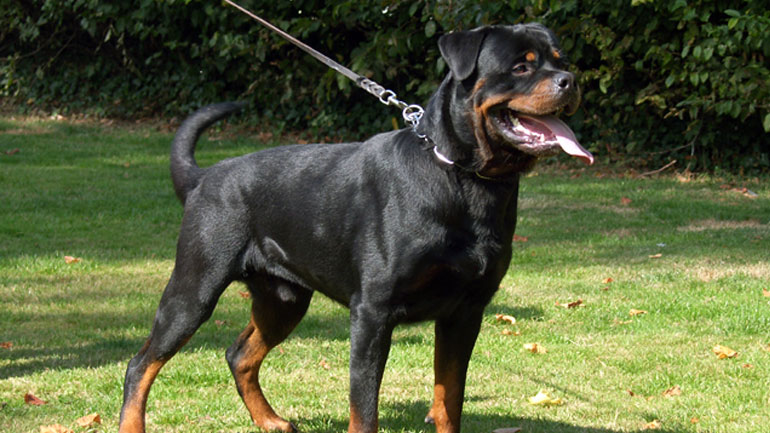 Μητέρα του 5χρονου: Ο Στάθης δεν θα μπορούσε να ανοίξει την πόρτα