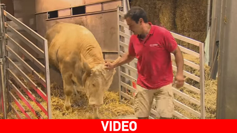 Ταύρος «χορεύει» ελεύθερα για πρώτη φορά στη ζωή του