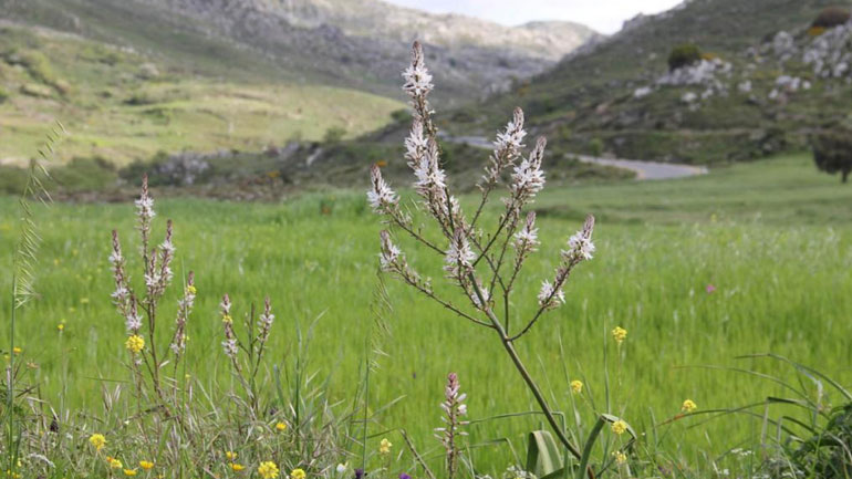 Ένα στα πέντε είδη φυτών στη Γη κινδυνεύει με εξαφάνιση