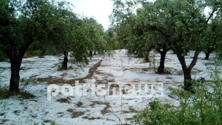 Ηλεία: «Όχι» από τον ΕΛΓΑ για αποζημιώσεις στην ελιά