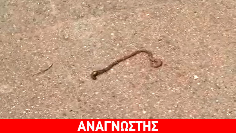 “Μυστήριο πλάσμα” προκαλεί απορίες στην πλατεία Αγίας Παρασκευής…