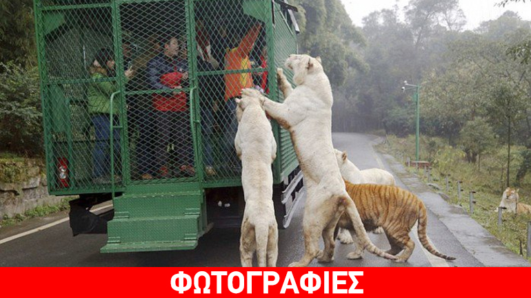Ένας αλλιώτικος ζωολογικός κήπος: Οι επισκέπτες στα κλουβιά, τα ζώα ελεύθερα..