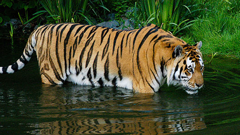 Τίγρεις δραπέτευσαν από καταφύγιο αιλουροειδών