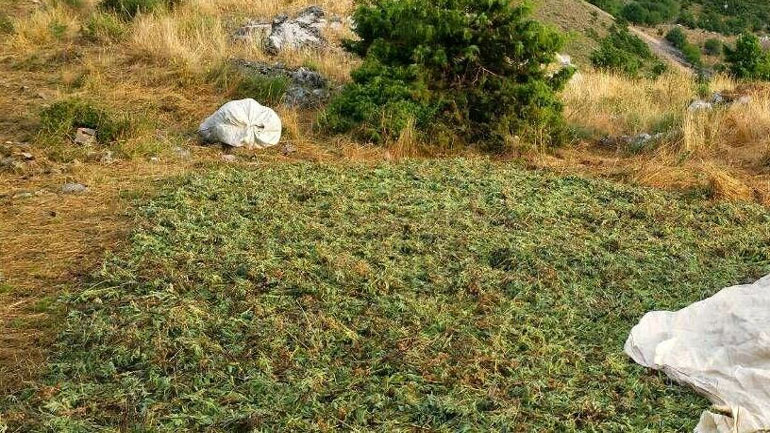 Κόνιτσα: Πέρασαν τα σύνορα με μουλάρια και έκλεψαν αρωματικά φυτά!