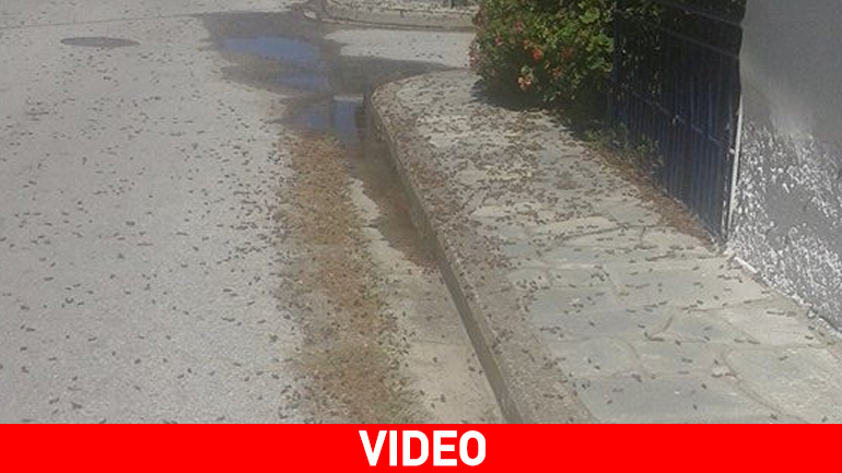 Μιλούνια από ακρίδες στον Άη Στράτη