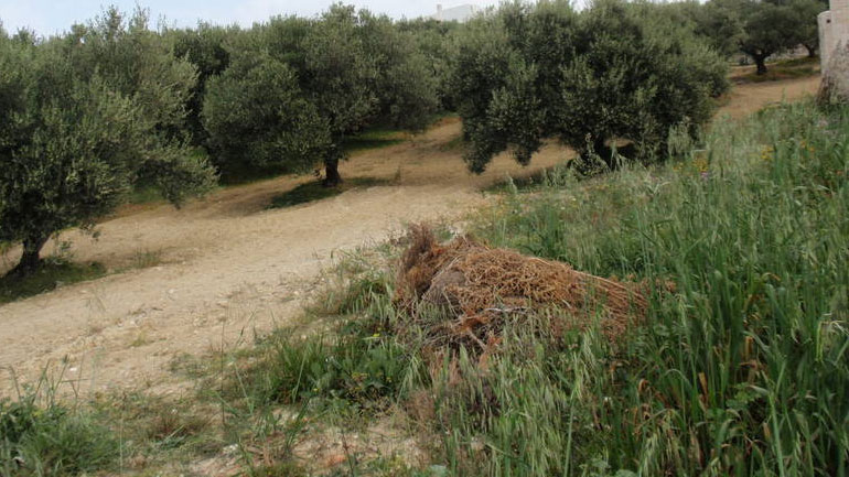 Ορεστιάδα: Καθαρισμός των άδειων οικοπέδων μέχρι τις 30 Μαΐου