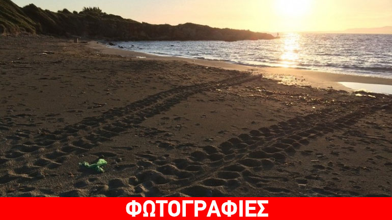 Τα πρώτα ίχνη θαλάσσιας χελώνας για το 2016 στην Κεφαλονιά