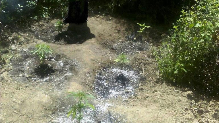 Αιδηψός: Νεαρός καλλιεργούσε κάνναβη στο εξοχικό του