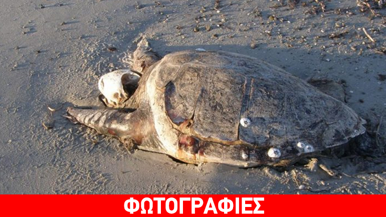 Νεκρή καρέτα-καρέτα στο Κέρος της Λήμνου