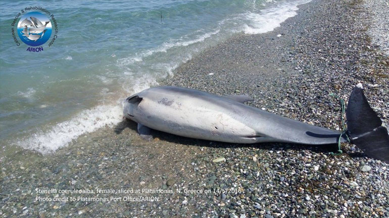Νεκρό δελφίνι εκβράστηκε σε παραλία του Πλαταμώνα