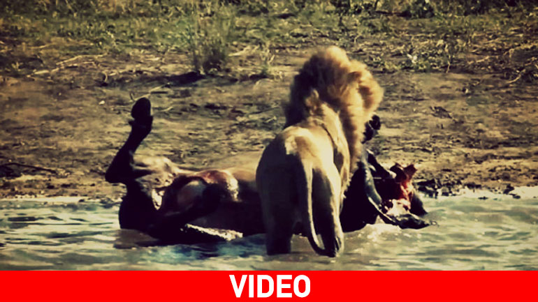 Το σκληρό πρόσωπο της φύσης: Λιοντάρι τρώει έμβρυο από την κοιλιά βουβαλιού