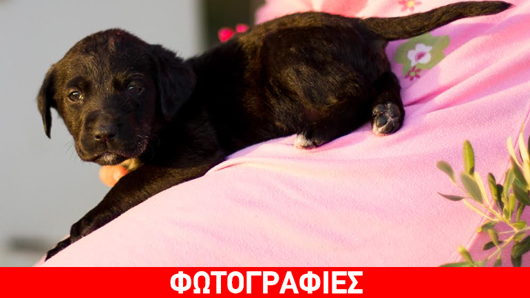 Η Πίξι θα κερδίσει την καρδιά σας!