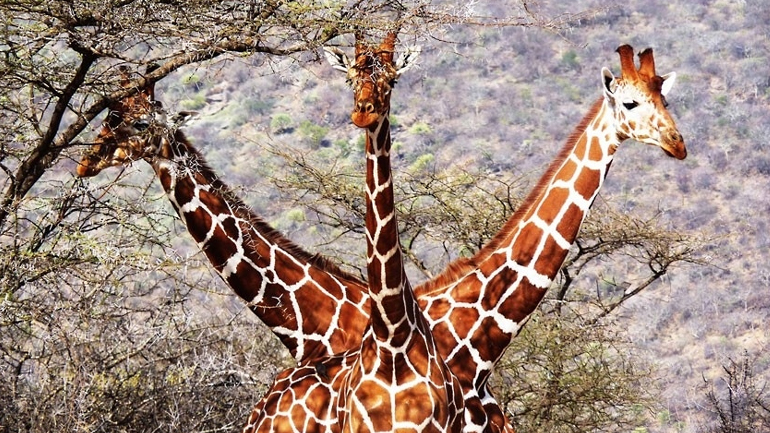 Γιατί η καμηλοπάρδαλη έχει ψηλό λαιμό;