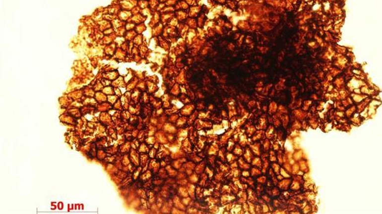 Μελέτη ανατρέπει όσα ξέραμε για τις πολύπλοκες μορφές ζωής