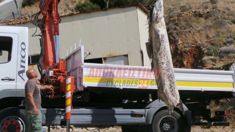 Σύρος: Κολυμπούσε και βρέθηκε αντιμέτωπος με καρχαριοειδές