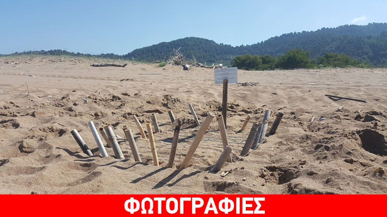 Οι πρώτες φωλιές Caretta caretta στον Κυπαρισσιακό Κόλπο