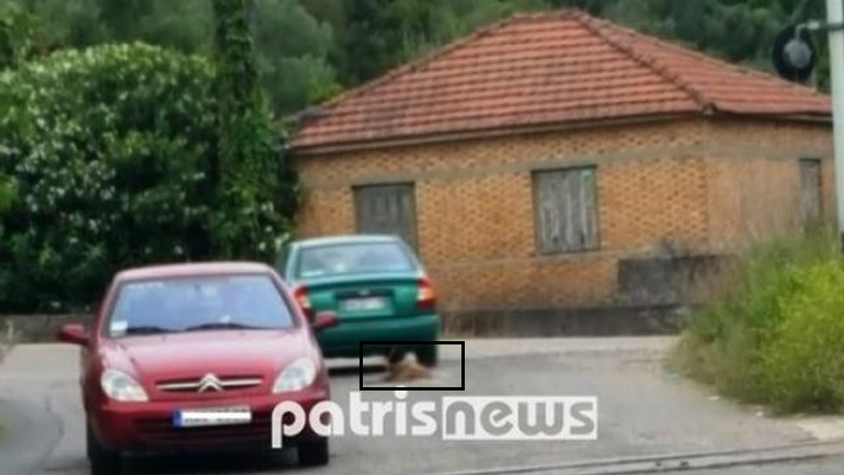 Πύργος: Έσερνε σκύλο με Ι.Χ.