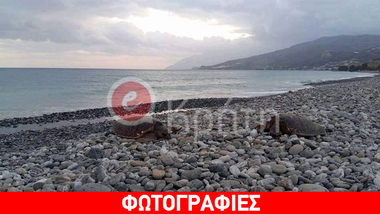 Κρήτη: Θλιβερό θέαμα στον Κερατόκαμπο – Νεκρές δύο θαλάσσιες χελώνες