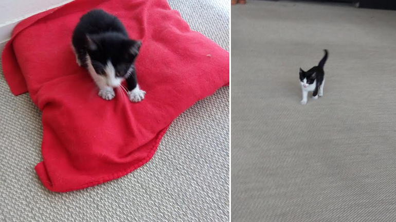 Χαρίζεται γατάκι