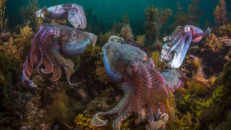 Χταπόδια, καλαμάρια, σουπιές έχουν απλώσει τα πλοκάμια τους στις θάλασσες της Γης