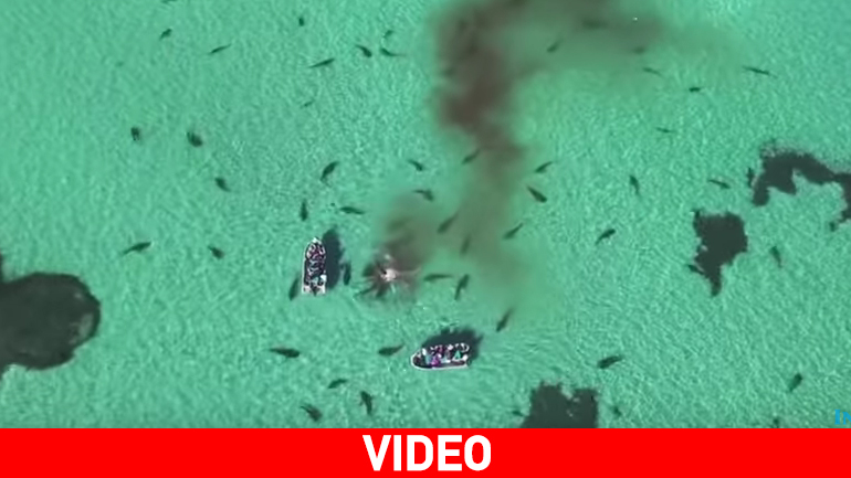 Drone κατέγραψε 70 καρχαρίες να κατασπαράσσουν μια φάλαινα