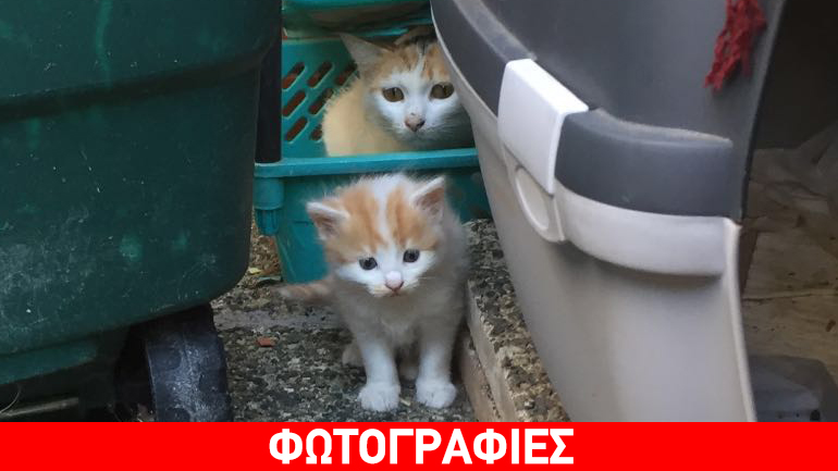 Χαρίζονται γατάκια