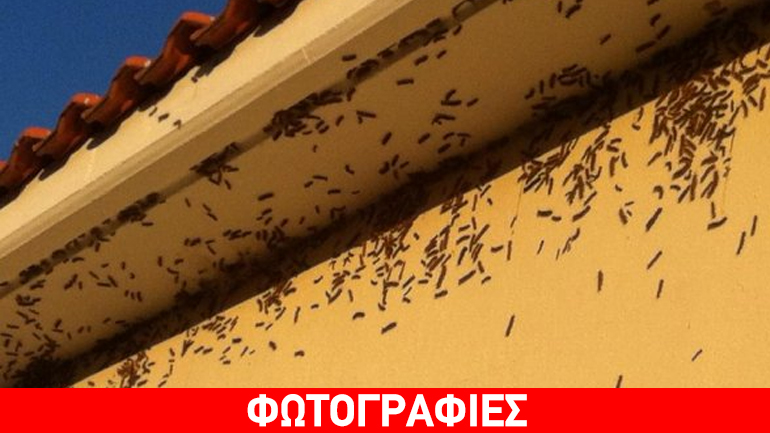 Επιδρομή από κάμπιες στην περιοχή του Ιλαρίωνα στα Σέρβια Κοζάνης