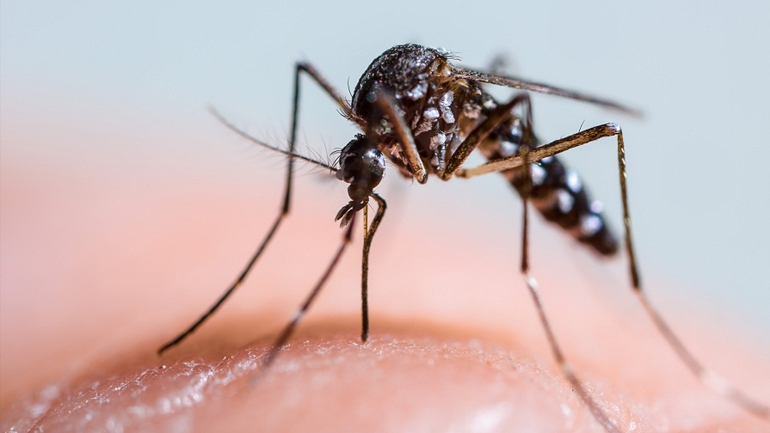 Θεσσαλονίκη: Πρόγραμμα αεροψεκασμών για τα κουνούπια σε περιοχές του Δήμου Δέλτα