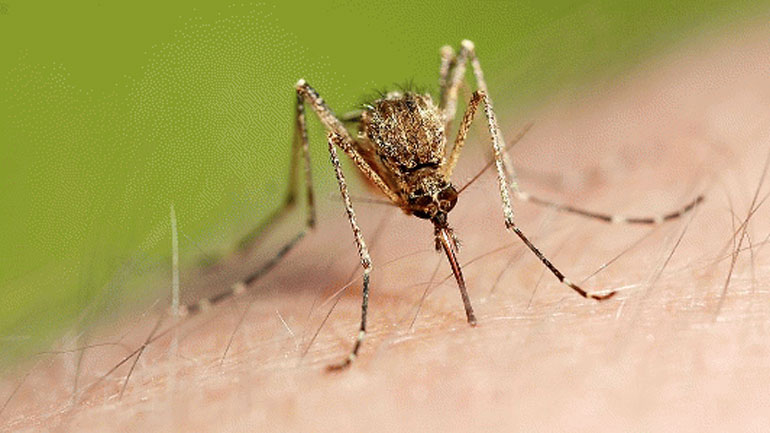 Κρούσμα λεϊσμανίασης στα Χανιά – Οδηγίες από την Διεύθυνση Υγείας