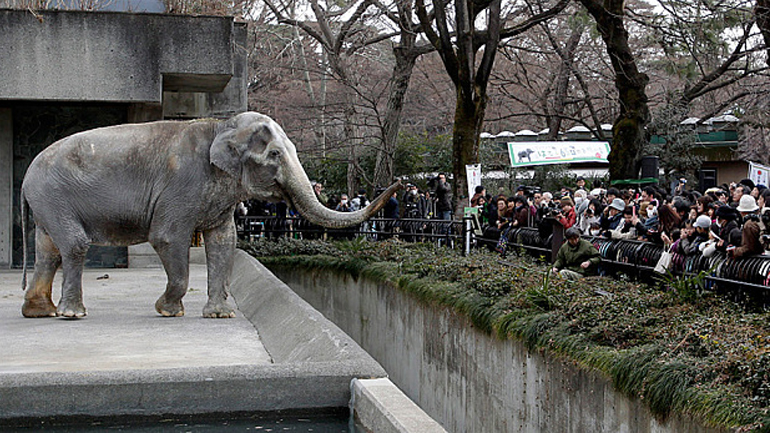 Πέθανε σε ηλικία 69 ετών ο πιο αγαπητός ελέφαντας στην Ιαπωνία