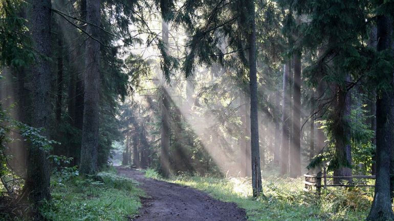 Πολωνία: Άρχισε η υλοτόμηση σε μεσαιωνικό δάσος παρά τις διεθνείς αντιδράσεις