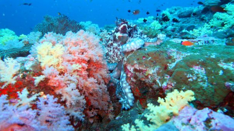 Ταϊλάνδη: Προτεραιότητα στην προστασία των κοραλλιογενών υφάλων