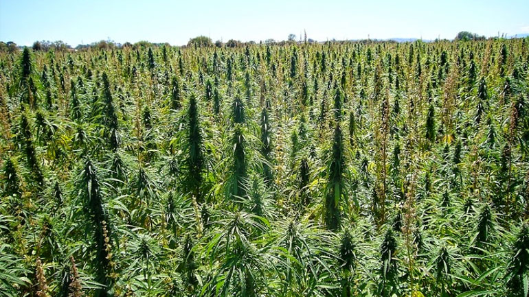 Σπουδαστές του ΤΕΙ Θεσσαλίας θα καλλιεργήσουν κλωστική κάνναβη