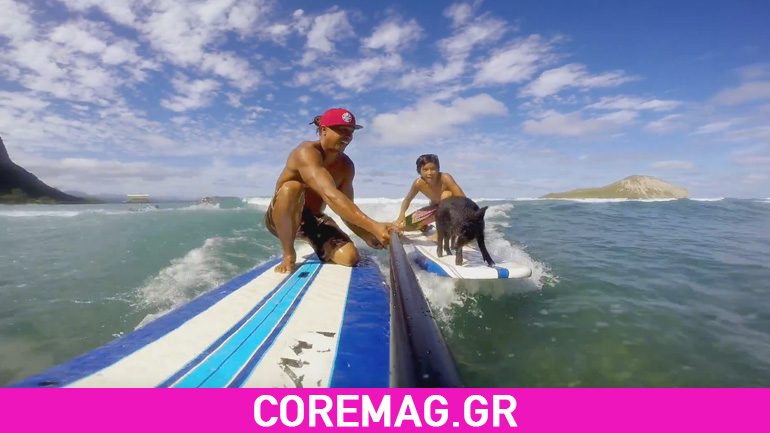 GoPro: Το γουρούνι που σερφάρει