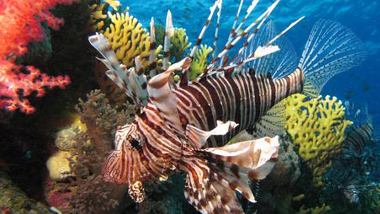 Τι είναι τα λεοντόψαρα που εμφανίστηκαν στη Ρόδο